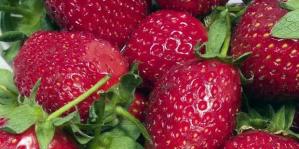 strawberi