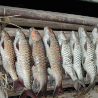 ikan