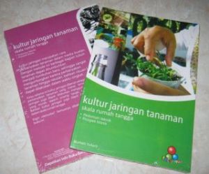 KULTUR JARINGAN