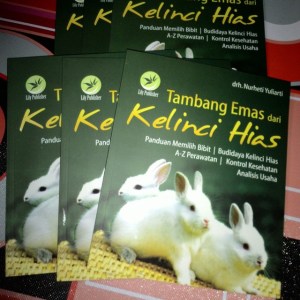 kelinci gede