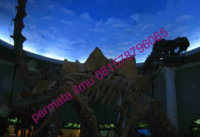 IMG_20141217_051621.jpg image