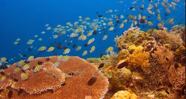 bunaken+12.jpg image